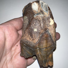 Load image into Gallery viewer, HUGE Ice Age Fossil Woolly Rhinoceros Molar Coelodonta Antiquitatis 3.68 Inches