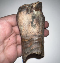 Load image into Gallery viewer, HUGE Ice Age Fossil Woolly Rhinoceros Molar Coelodonta Antiquitatis 3.68 Inches