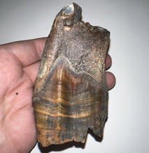 Load image into Gallery viewer, HUGE Ice Age Fossil Woolly Rhinoceros Molar Coelodonta Antiquitatis 3.68 Inches