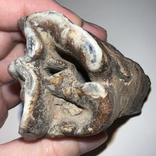 Load image into Gallery viewer, HUGE Ice Age Fossil Woolly Rhinoceros Molar Coelodonta Antiquitatis 3.68 Inches