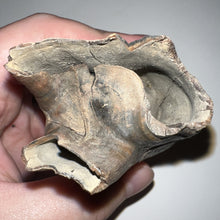 Load image into Gallery viewer, HUGE Ice Age Fossil Woolly Rhinoceros Molar Coelodonta Antiquitatis 3.68 Inches