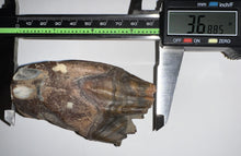 Load image into Gallery viewer, HUGE Ice Age Fossil Woolly Rhinoceros Molar Coelodonta Antiquitatis 3.68 Inches