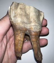 Load image into Gallery viewer, HUGE Ice Age Fossil Woolly Rhinoceros Molar Coelodonta Antiquitatis 3.33 Inches