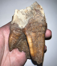 Load image into Gallery viewer, HUGE Ice Age Fossil Woolly Rhinoceros Molar Coelodonta Antiquitatis 3.33 Inches