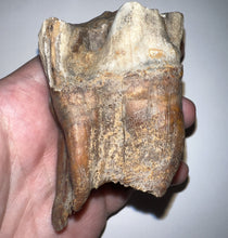 Load image into Gallery viewer, HUGE Ice Age Fossil Woolly Rhinoceros Molar Coelodonta Antiquitatis 3.33 Inches