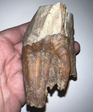Load image into Gallery viewer, HUGE Ice Age Fossil Woolly Rhinoceros Molar Coelodonta Antiquitatis 3.33 Inches