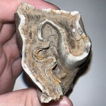 Load image into Gallery viewer, HUGE Ice Age Fossil Woolly Rhinoceros Molar Coelodonta Antiquitatis 3.33 Inches
