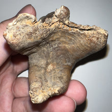 Load image into Gallery viewer, HUGE Ice Age Fossil Woolly Rhinoceros Molar Coelodonta Antiquitatis 3.33 Inches