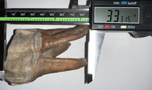 Load image into Gallery viewer, HUGE Ice Age Fossil Woolly Rhinoceros Molar Coelodonta Antiquitatis 3.33 Inches