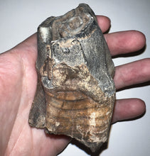 Load image into Gallery viewer, HUGE Ice Age Fossil Woolly Rhinoceros Molar Coelodonta Antiquitatis 3.76 Inches