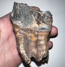 Load image into Gallery viewer, HUGE Ice Age Fossil Woolly Rhinoceros Molar Coelodonta Antiquitatis 3.76 Inches
