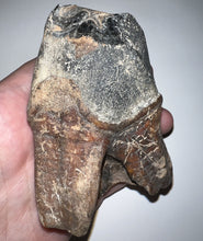Load image into Gallery viewer, HUGE Ice Age Fossil Woolly Rhinoceros Molar Coelodonta Antiquitatis 3.76 Inches