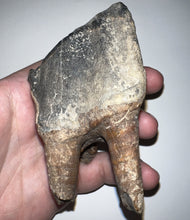 Load image into Gallery viewer, HUGE Ice Age Fossil Woolly Rhinoceros Molar Coelodonta Antiquitatis 3.76 Inches