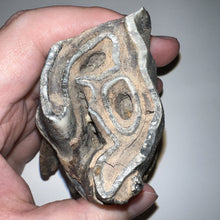 Load image into Gallery viewer, HUGE Ice Age Fossil Woolly Rhinoceros Molar Coelodonta Antiquitatis 3.76 Inches