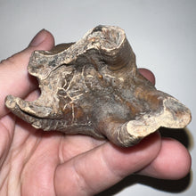 Load image into Gallery viewer, HUGE Ice Age Fossil Woolly Rhinoceros Molar Coelodonta Antiquitatis 3.76 Inches
