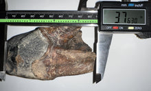 Load image into Gallery viewer, HUGE Ice Age Fossil Woolly Rhinoceros Molar Coelodonta Antiquitatis 3.76 Inches