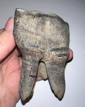 Load image into Gallery viewer, HUGE Ice Age Fossil Woolly Rhinoceros Molar Coelodonta Antiquitatis 3.61 Inches