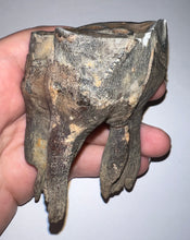 Load image into Gallery viewer, HUGE Ice Age Fossil Woolly Rhinoceros Molar Coelodonta Antiquitatis 3.61 Inches