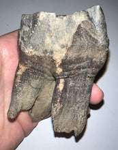Load image into Gallery viewer, HUGE Ice Age Fossil Woolly Rhinoceros Molar Coelodonta Antiquitatis 3.61 Inches