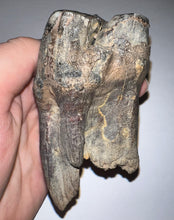 Load image into Gallery viewer, HUGE Ice Age Fossil Woolly Rhinoceros Molar Coelodonta Antiquitatis 3.61 Inches