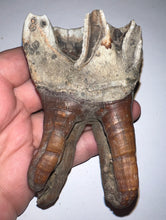 Load image into Gallery viewer, ENORMOUS Ice Age Fossil Woolly Rhinoceros Molar Coelodonta Antiquitatis 4 Inches