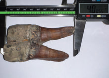 Load image into Gallery viewer, ENORMOUS Ice Age Fossil Woolly Rhinoceros Molar Coelodonta Antiquitatis 4 Inches