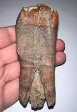 Load image into Gallery viewer, HUGE Pristine Ice Age Fossil Woolly Rhinoceros Molar Coelodonta Antiquitatis 3.76 Inches