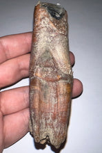 Load image into Gallery viewer, HUGE Pristine Ice Age Fossil Woolly Rhinoceros Molar Coelodonta Antiquitatis 3.76 Inches