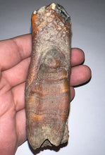 Load image into Gallery viewer, HUGE Pristine Ice Age Fossil Woolly Rhinoceros Molar Coelodonta Antiquitatis 3.76 Inches