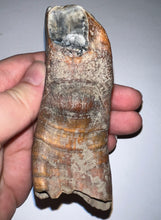 Load image into Gallery viewer, HUGE Pristine Ice Age Fossil Woolly Rhinoceros Molar Coelodonta Antiquitatis 3.82 Inches
