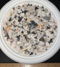 Load image into Gallery viewer, Megalodon Beach Shark Tooth Dig Kit with Real Fossil Shark Teeth and ID Sheet!