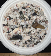 Load image into Gallery viewer, Megalodon Beach Shark Tooth Dig Kit with Real Fossil Shark Teeth and ID Sheet!