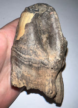 Load image into Gallery viewer, ENORMOUS Ice Age Fossil Woolly Rhinoceros Molar Coelodonta Antiquitatis 4.16 Inches