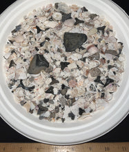 Load image into Gallery viewer, Megalodon Beach Shark Tooth Dig Kit with Real Fossil Shark Teeth and ID Sheet!