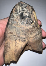 Load image into Gallery viewer, ENORMOUS Ice Age Fossil Woolly Rhinoceros Molar Coelodonta Antiquitatis 4.16 Inches