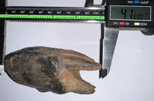 Load image into Gallery viewer, ENORMOUS Ice Age Fossil Woolly Rhinoceros Molar Coelodonta Antiquitatis 4.16 Inches