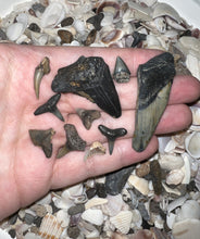 Load image into Gallery viewer, Megalodon Beach Shark Tooth Dig Kit with Real Fossil Shark Teeth and ID Sheet!