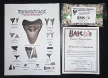 Load image into Gallery viewer, Megalodon Beach Shark Tooth Dig Kit with Real Fossil Shark Teeth and ID Sheet!