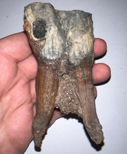Load image into Gallery viewer, HUGE Pristine Ice Age Fossil Woolly Rhinoceros Molar Coelodonta Antiquitatis 3.87 Inches