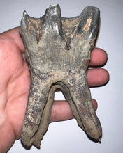 Load image into Gallery viewer, ENORMOUS Ice Age Fossil Woolly Rhinoceros Molar Coelodonta Antiquitatis 4.25 Inches