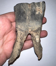 Load image into Gallery viewer, ENORMOUS Ice Age Fossil Woolly Rhinoceros Molar Coelodonta Antiquitatis 4.25 Inches