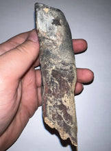 Load image into Gallery viewer, ENORMOUS Ice Age Fossil Woolly Rhinoceros Molar Coelodonta Antiquitatis 4.25 Inches