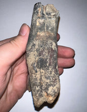 Load image into Gallery viewer, ENORMOUS Ice Age Fossil Woolly Rhinoceros Molar Coelodonta Antiquitatis 4.25 Inches