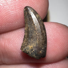 Load image into Gallery viewer, Rare Acheroraptor Fossil Tooth Dromaeosaur True Raptor from the Hell Creek .6 Inches!