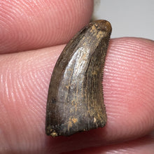 Load image into Gallery viewer, Rare Acheroraptor Fossil Tooth Dromaeosaur True Raptor from the Hell Creek .6 Inches!
