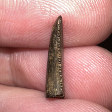 Load image into Gallery viewer, Rare Acheroraptor Fossil Tooth Dromaeosaur True Raptor from the Hell Creek .6 Inches!