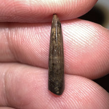 Load image into Gallery viewer, Rare Acheroraptor Fossil Tooth Dromaeosaur True Raptor from the Hell Creek .6 Inches!
