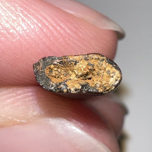 Load image into Gallery viewer, Rare Acheroraptor Fossil Tooth Dromaeosaur True Raptor from the Hell Creek .6 Inches!