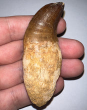 Load image into Gallery viewer, Large Thalassotitan Mosasaur Tooth just under 3 Inches! Dinosaur Era Marine Reptile! No Repair!