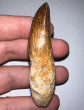 Load image into Gallery viewer, Large Thalassotitan Mosasaur Tooth just under 3 Inches! Dinosaur Era Marine Reptile! No Repair!